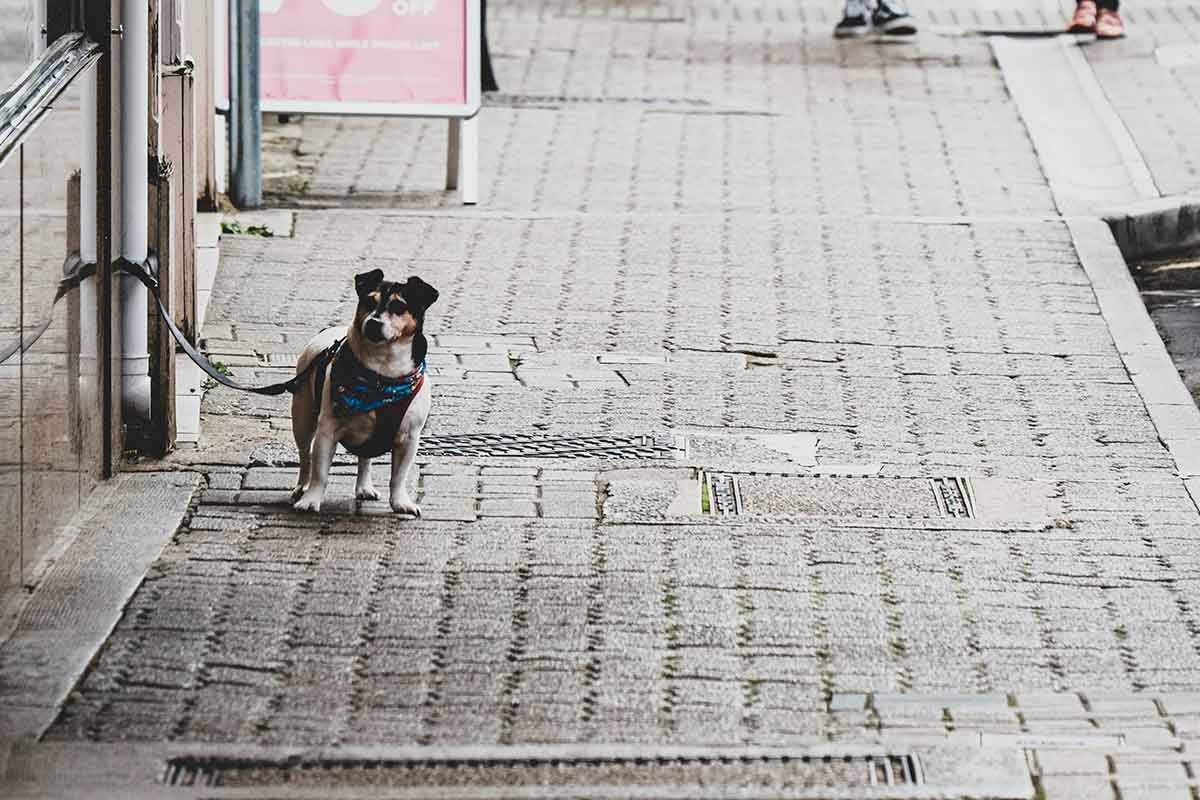 pet-friendly