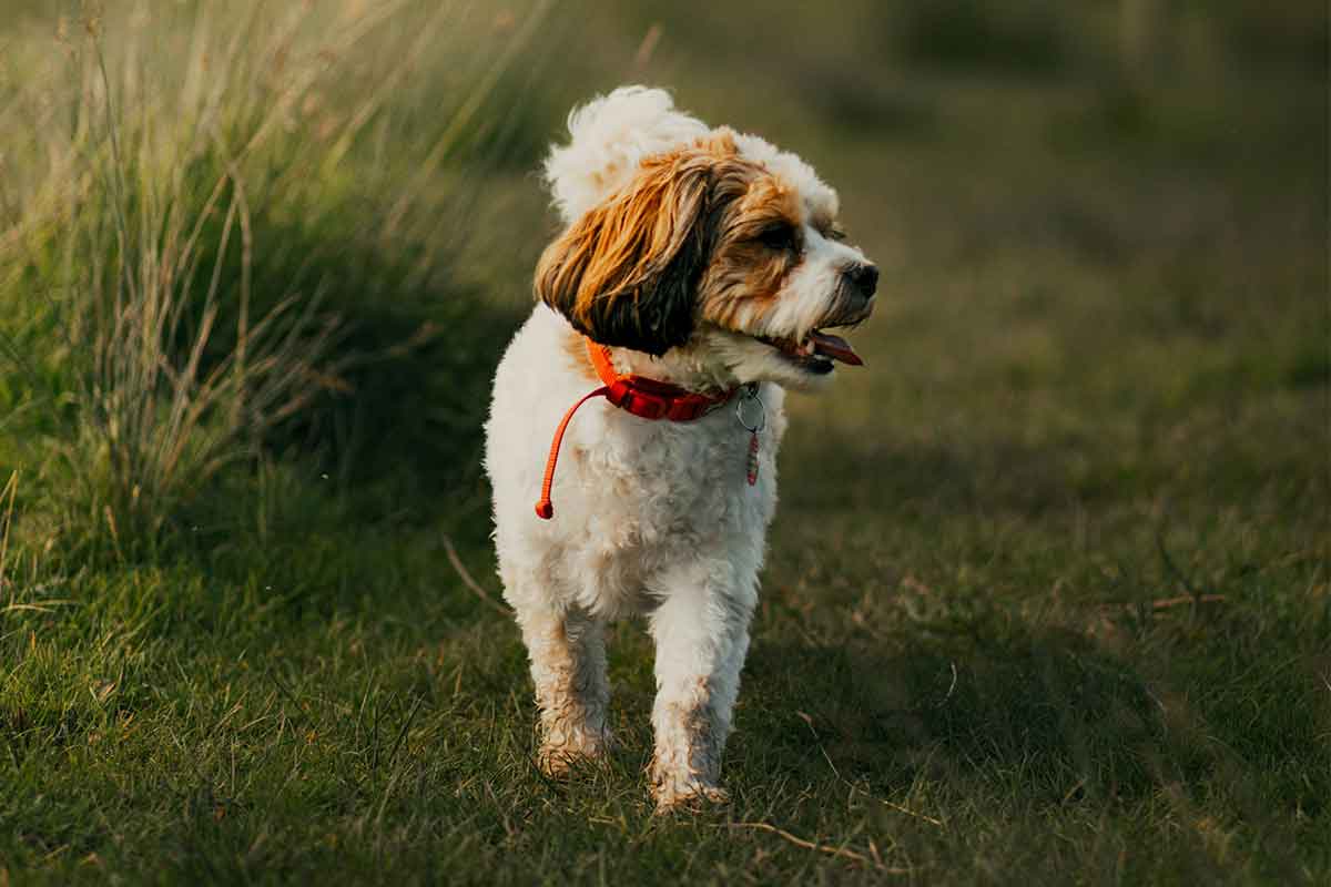pet-friendly