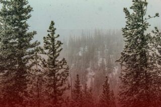 Без снігу й морозів: чому відсутність кліматичної зими небезпечна для природи
