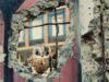 Хрупкость бытия во времена войны: рецензия на фильм Порцелянова війна