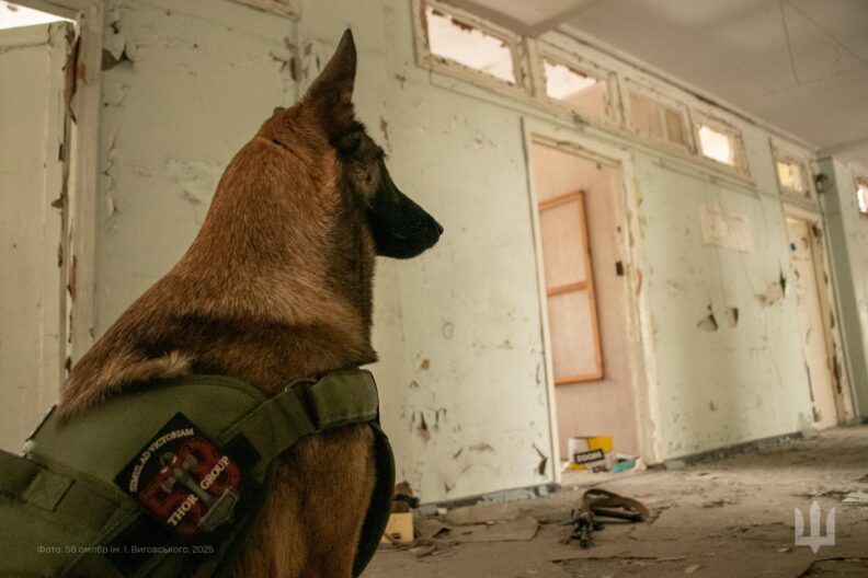 Повноправна бійчиня підрозділу — як собака Афіна допомагає знищувати окупантів