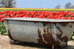 Романтичний експрес від Укрзалізниці: як отримати “залізні” враження у День закоханих