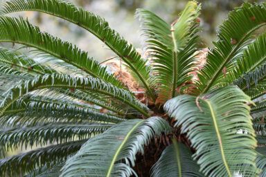 Фото к: Цикас: уход за пальмой в домашних условиях