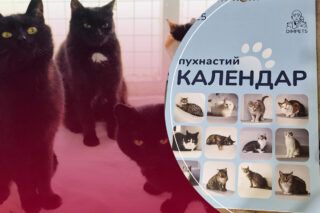 Фото к: Зооволонтер из Сумской области создал благотворительный календарь с котиками