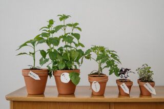 Коли можна пікірувати перець