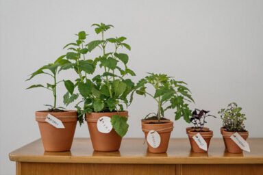 Коли можна пікірувати перець