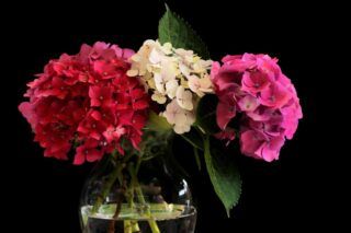 Фото к: Как ухаживать за гортензией в вазе, чтобы она не увядала