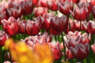 чи можна садити тюльпани весною