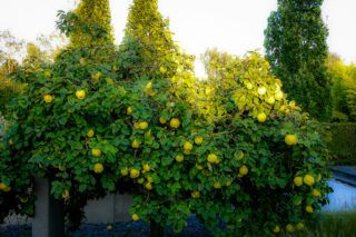 Обрізка айви навесні: коли та як правильно робити