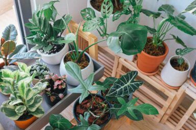 благоприятные дни для пересадки комнатных растений в марте