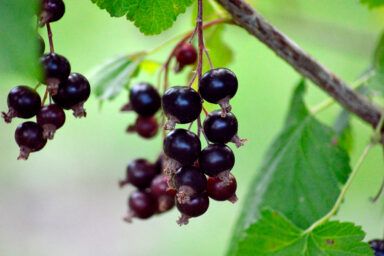 Як боротися зі скляницею на смородині: ефективні методи боротьби