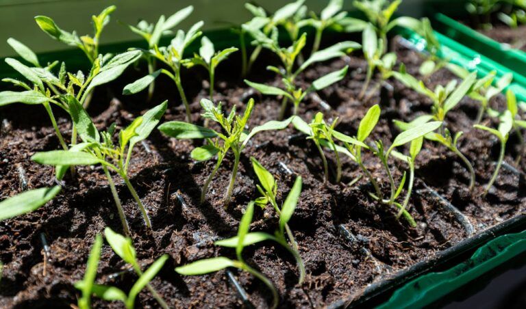 як правильно приготувати підгодівлю з лушпиння цибулі