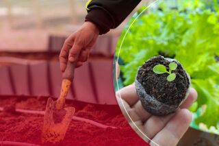 как сажать в торфяные таблетки