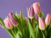 Сколько стоят тюльпаны в Украине перед 8 Марта и как сэкономить на покупке