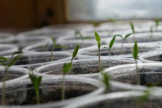 як виростити помідори на підвіконні