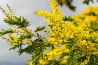 де росте мімоза