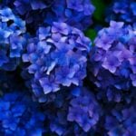 Как ухаживать за гортензией в горшке и что для этого нужно