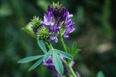 Коли сіяти люцерну