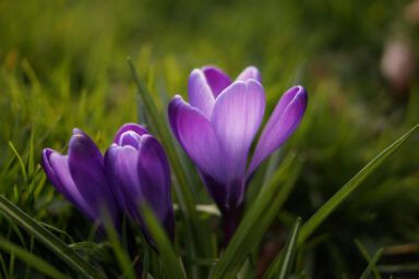 как ухаживать за крокусами