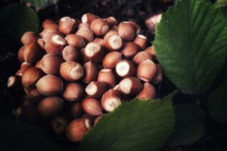 як обрізати фундук навесні