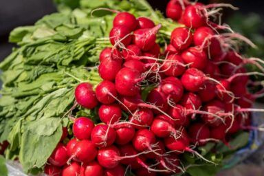 коли сіяти редиску в березні 2025