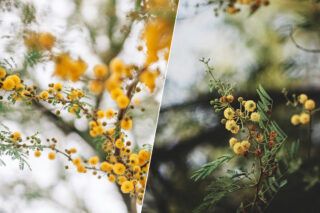 як виростити мімозу