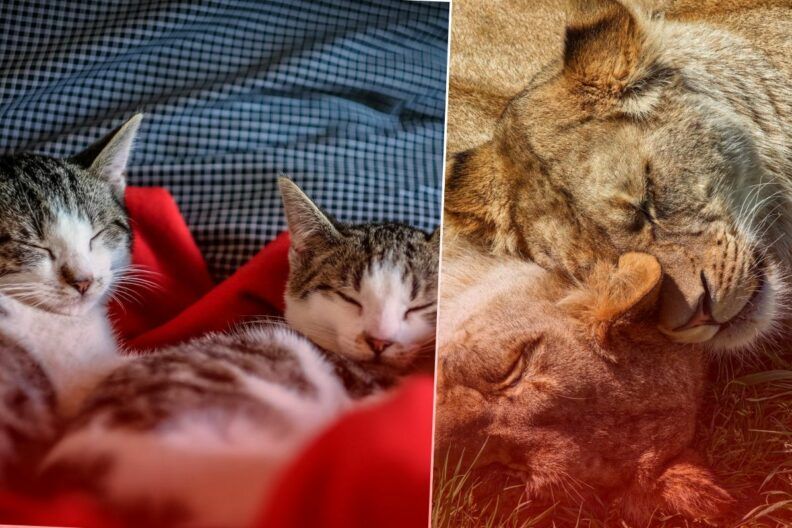 Чому ми платимо більше за комфорт котів і собак, ніж за порятунок тварин, які в небезпеці