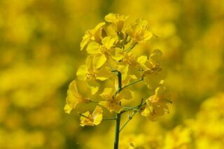 коли сіяти гірчицю весною