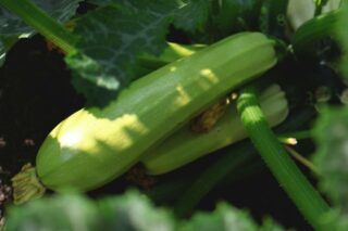 коли сіяти на розсаду кабачок