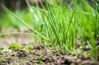 Коли сіяти цибулю-чорнушку