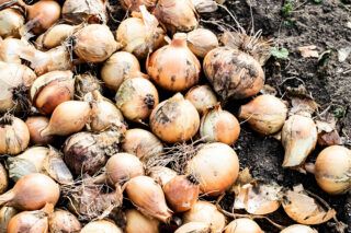 Чим обробити цибулю перед посадкою навесні