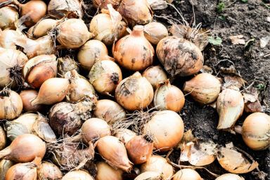 Чим обробити цибулю перед посадкою навесні