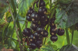 обрізка смородини весною