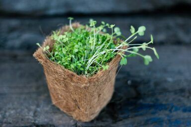 що можна садити в березні