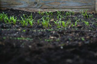 Що сіяти після картоплі