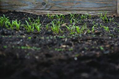 Що сіяти після картоплі