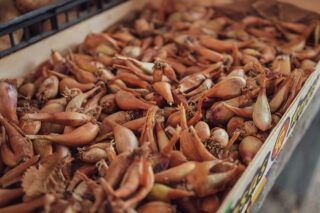 Коли сіяти сіянку цибулі