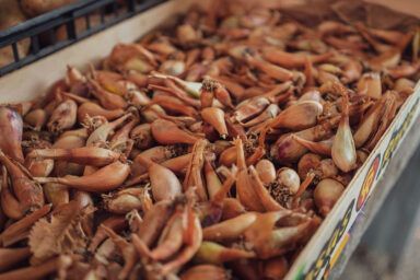 Когда сеять севок лука