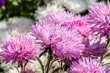 когда сажать астры