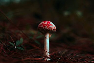 смертельно небезпечні гриби
