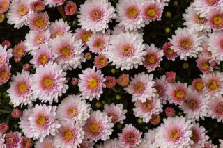 Коли пересаджувати хризантеми весною