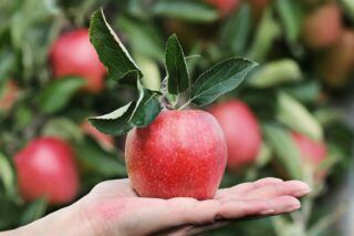 підживлення яблунь навесні