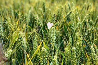 Коли сіяти ярий ячмінь у 2025 році