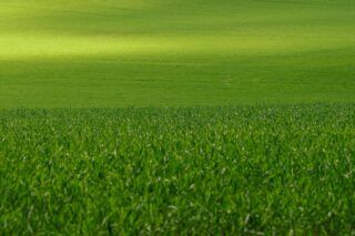 Когда сеять газонную траву в марте