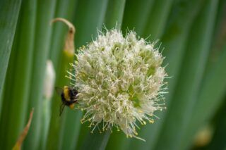 цибуля батун коли сіяти