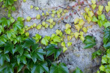 Как размножить плющ в домашних условиях