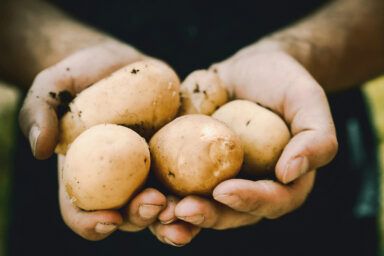 Ранние сорта картофеля