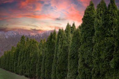 як доглядати за туями навесні