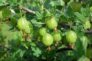 чим підживити аґрус навесні