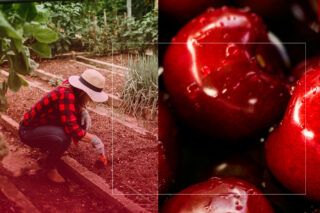 Щеплення черешні навесні